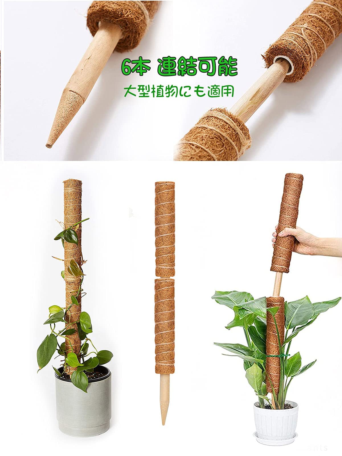 観葉植物♡ヒメモンステラ♡大鉢ヘゴ仕立て♪