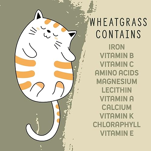 Miniatura 2 de Kit de cultivo prémium de hierba de trigo orgánico para gatos, paquete de 4  100% semillas de pasto de trigo sin OMG para gatos y seres humanos