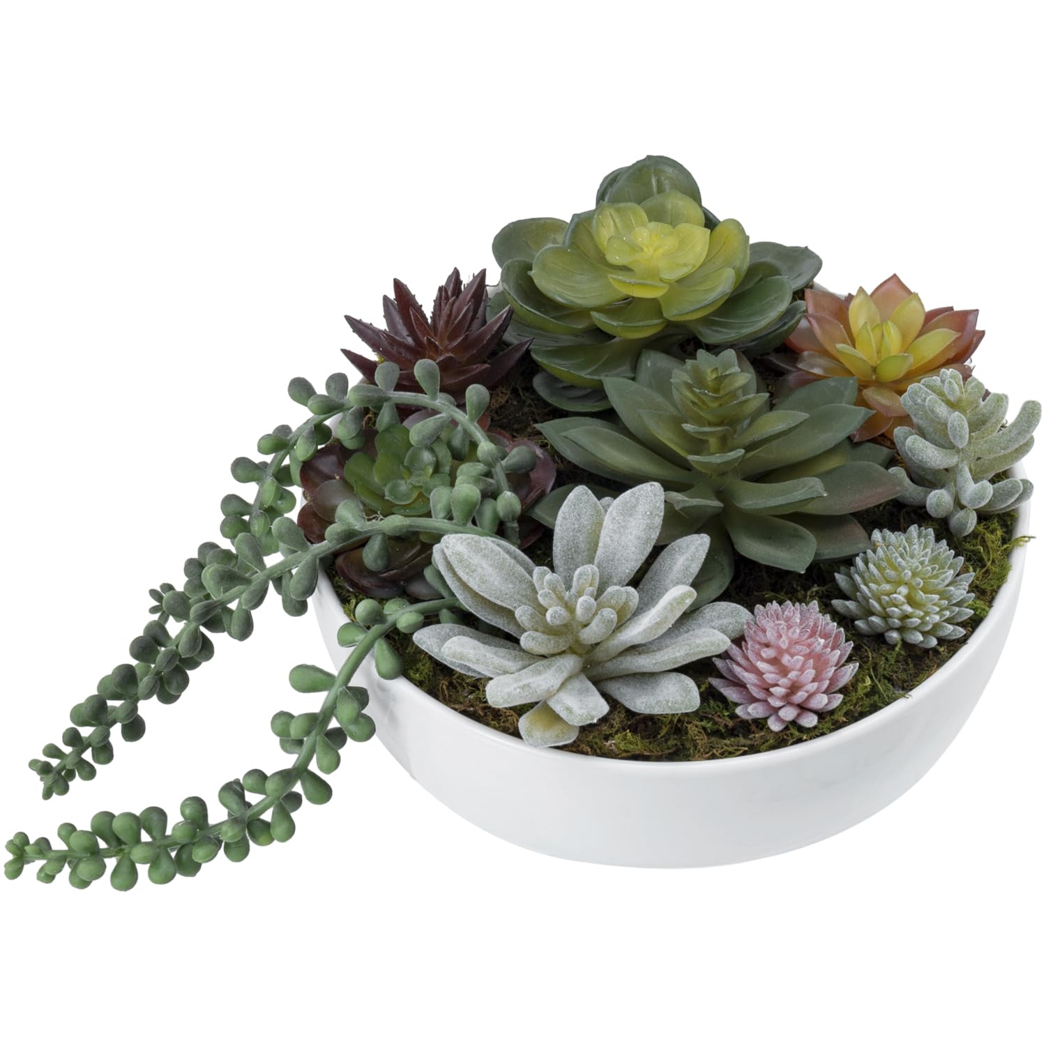 8 prodidity 特大 カット苗 多肉植物 多肉植物24個 0829-D084 Prodidity エケベリア カット苗