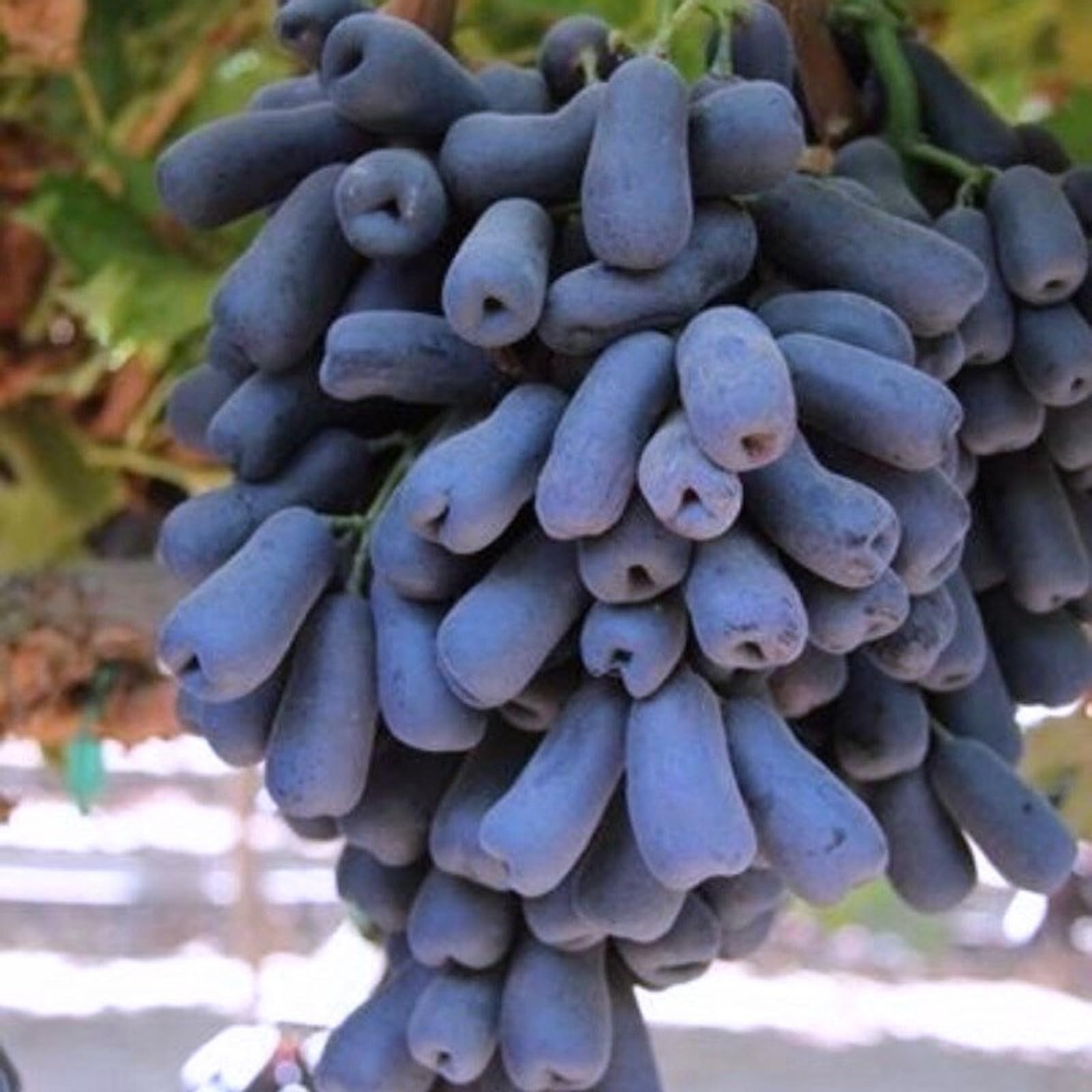 Good for Containers Finger Grape Root, Ggrape Bare Root, Excellent Display,Grape Vine Plant-5 Roots-A