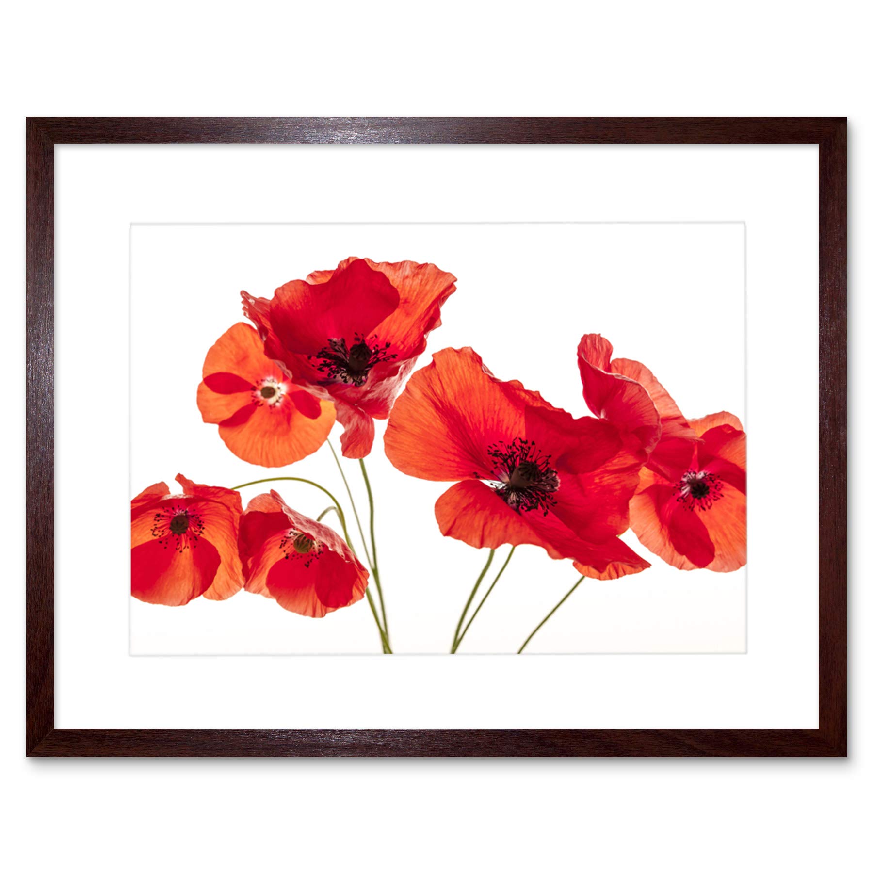 Wee Blue Coo Photo Nature Flower Poppy Heads Red Petals Framed Wall Art Print