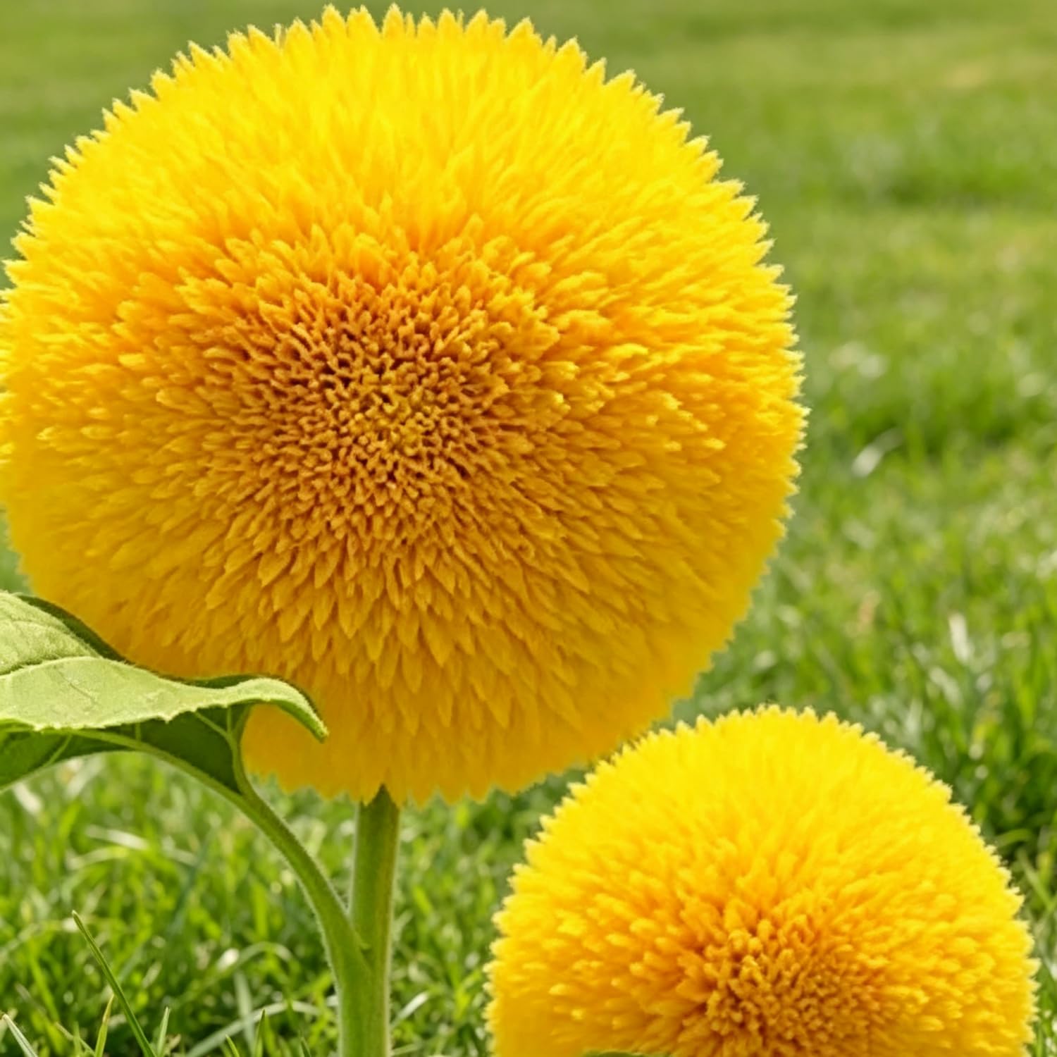 Teddy Bear Sunflower Seeds-Hardy Perennial,Excellent Display,Thrives