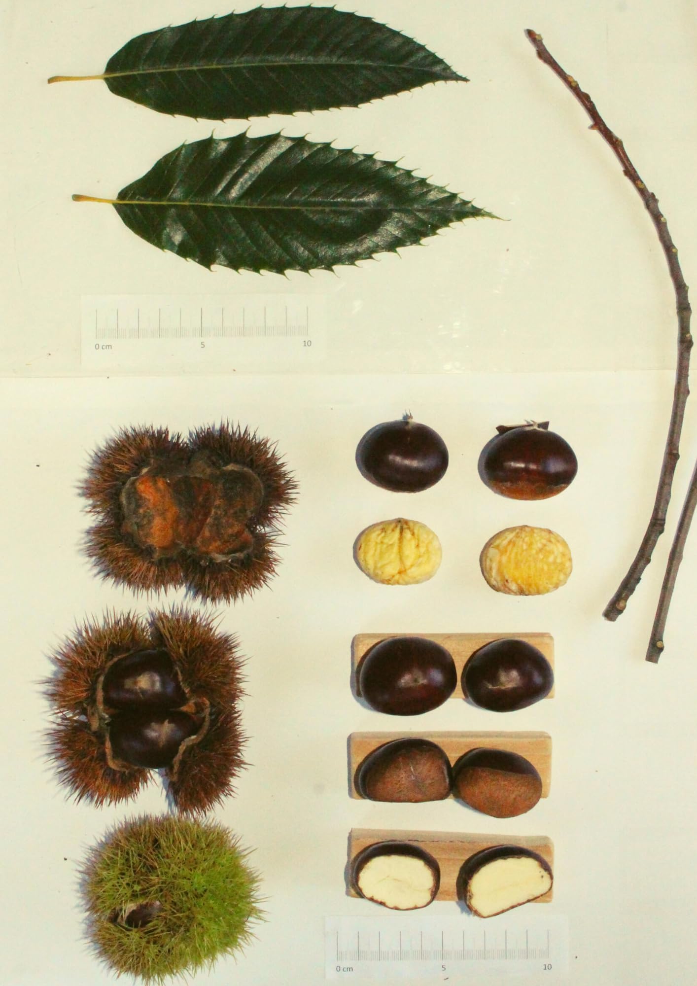 Árbol Frutal castaño. Produce castañas grandes y setas. Altura 1-1,20m. Maceta 3,5 litros. Castaño variedad Marigoule, micorrizado productor de setas (Boletus edulis). Resistencia Tinta
