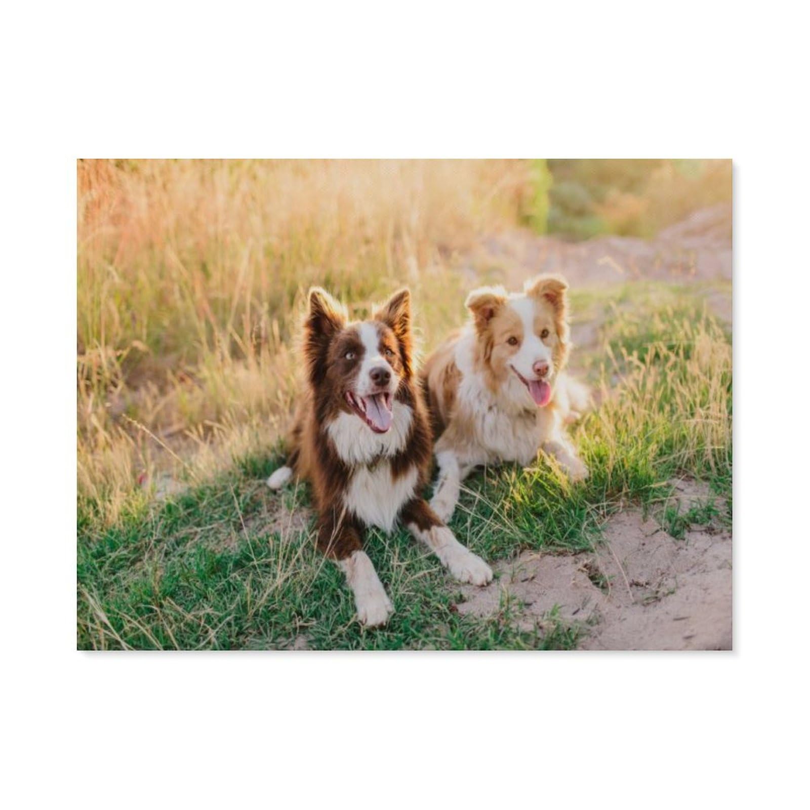 Paint by Numbers，Australian Shepherd Dogs，DIY Paint by Numbers Kits for Adults Kids,Canvas Oil Painting with Brushes and Acrylic Pigment Paint by Numbers Arts Craft for Home Wall Decor(50x60cm) -F4