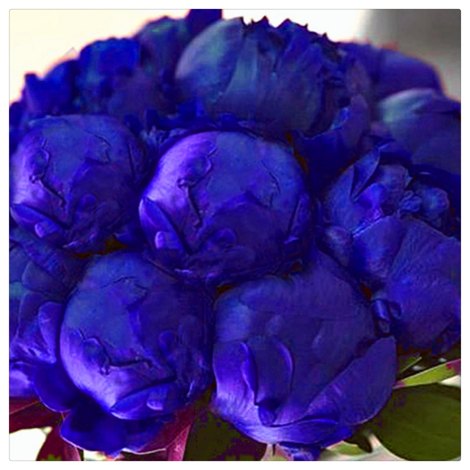 Perennial, Brilliant Peony Bulbs,for Stunning Garden Displays-4 Bulbs-B