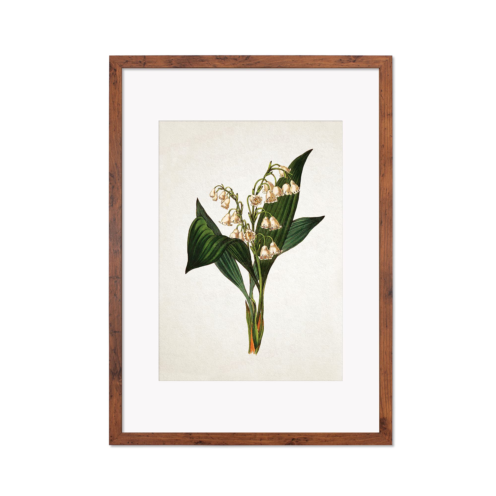 Stampa artistica botanica antica – Poster decorativo da parete con illustrazione giglio della valle (cornice rustica)