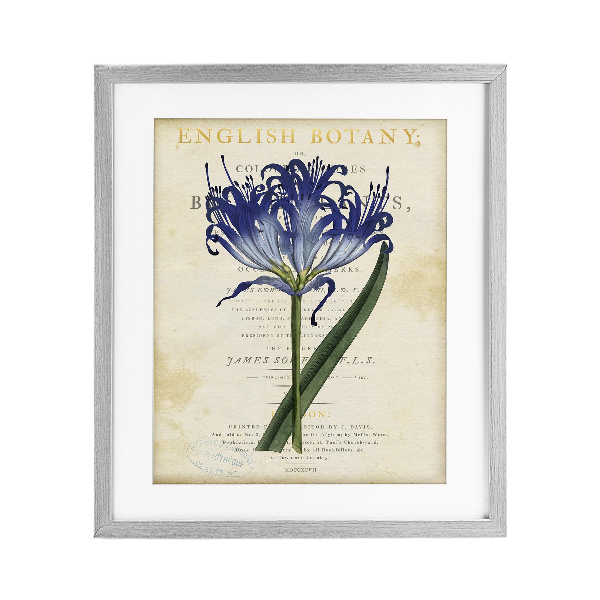 Stupell Industries English Botany Blue Floral 'English Botany Blue Floral', Framed Print Under Glass, Gray, 17 X 21 Inches, Easy To Hang And Sturdy, Made In Usa, By Susan Arnot