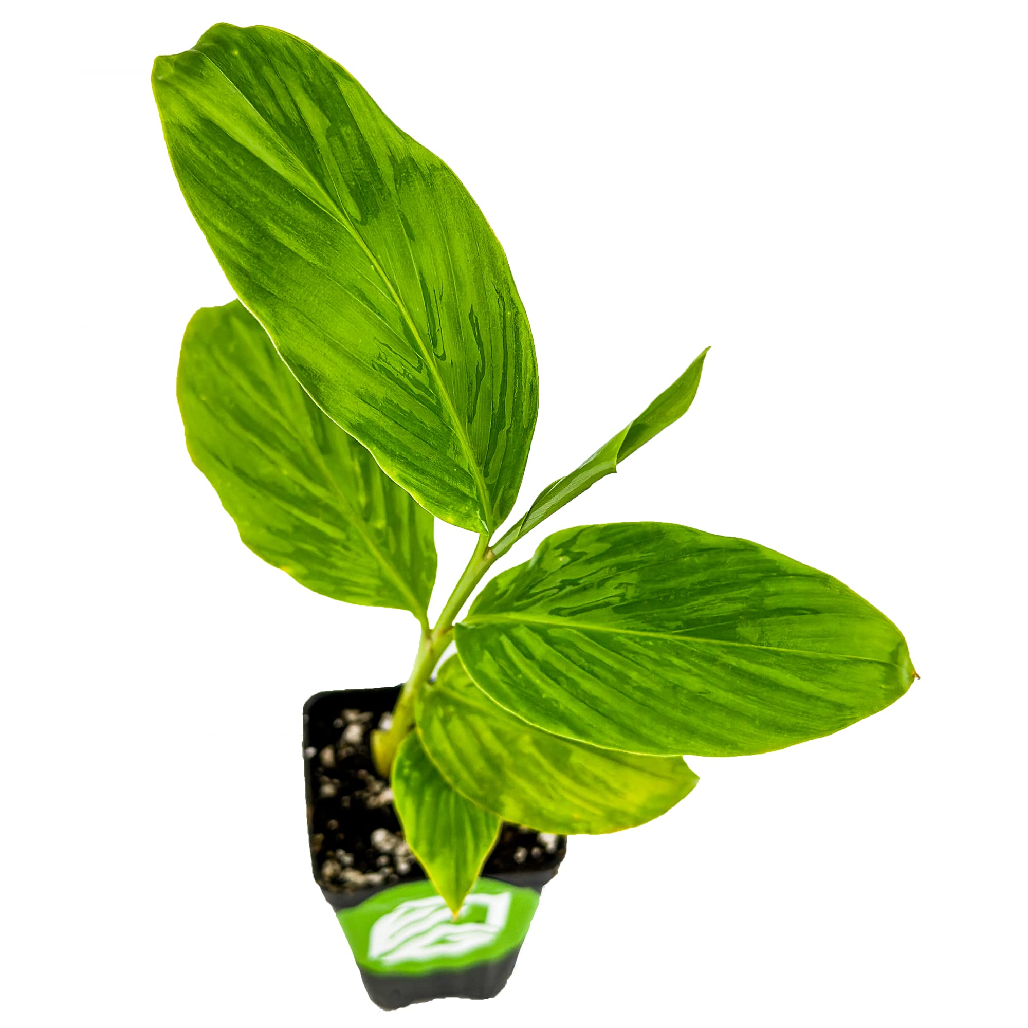 Buy Hot Pink Ginger Live Alpinia purpurata Wellspring Gardens