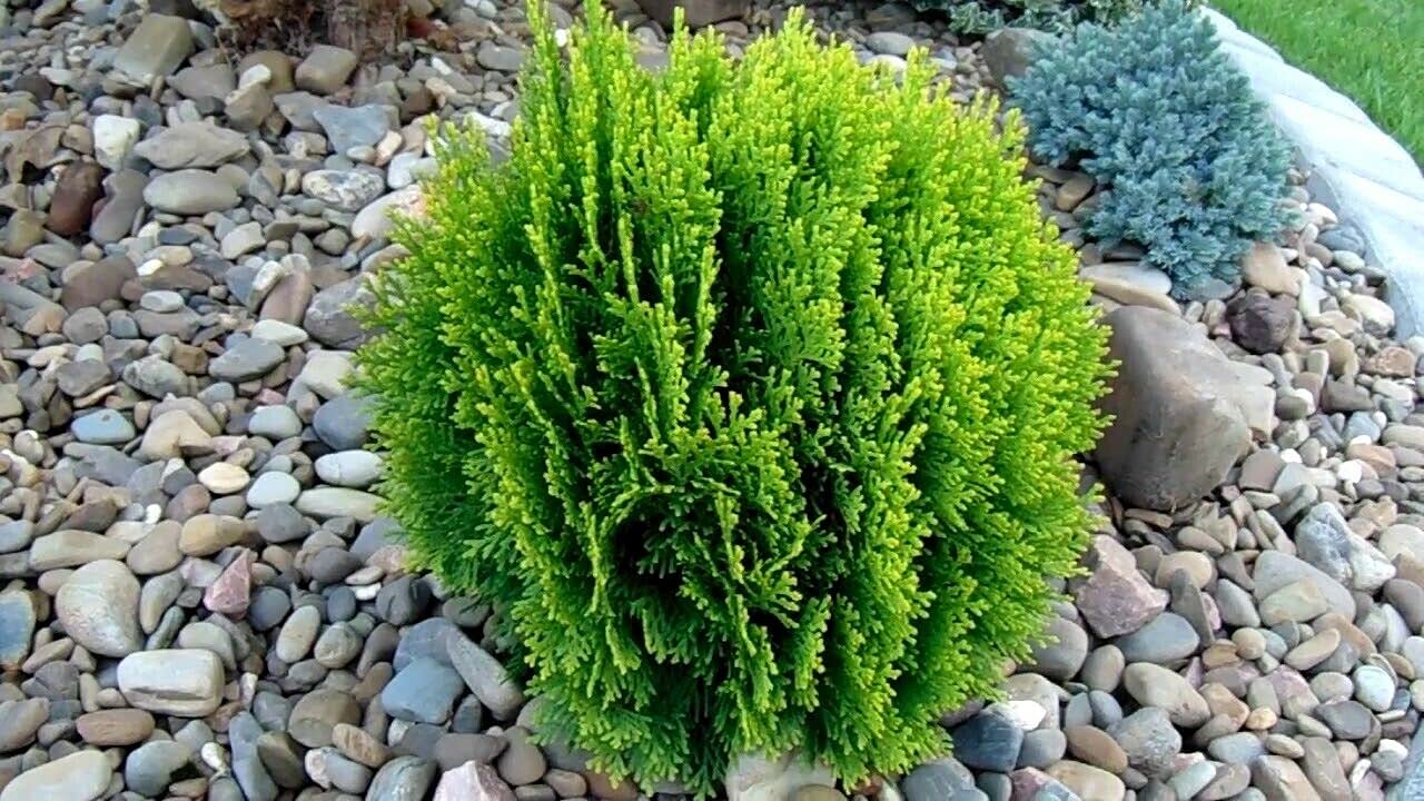 5 Seeds of Thuja - Thuja ORIENTALIS - Oriental Arbor Vitae