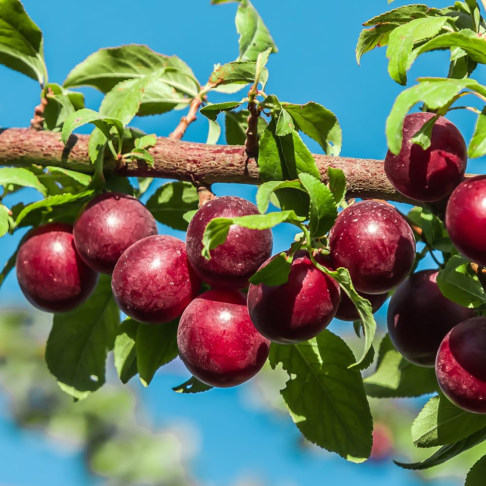 Au Producer Plum Tree