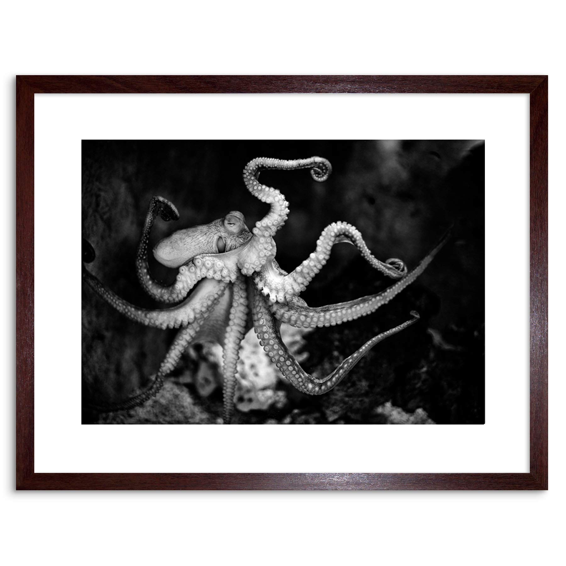 Wee Blue Coo ANIMAL PHOTO AQUATIC MARINE OCTOPUS BW FRAMED ART PRINT POSTER F97X11773
