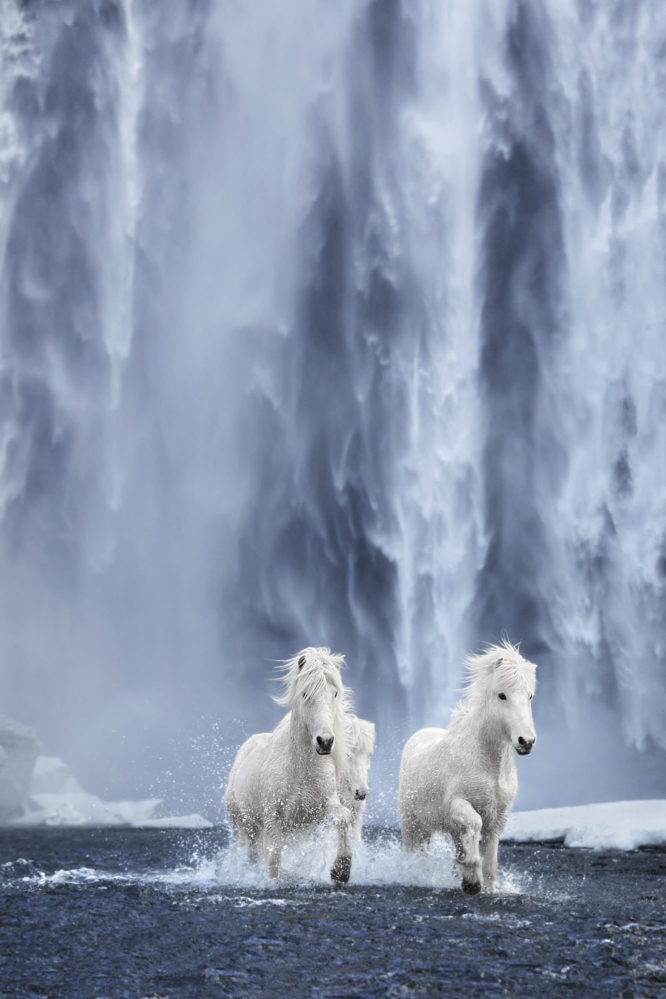 Untamed Spirits: Horses from Around the World /anglais/allemand