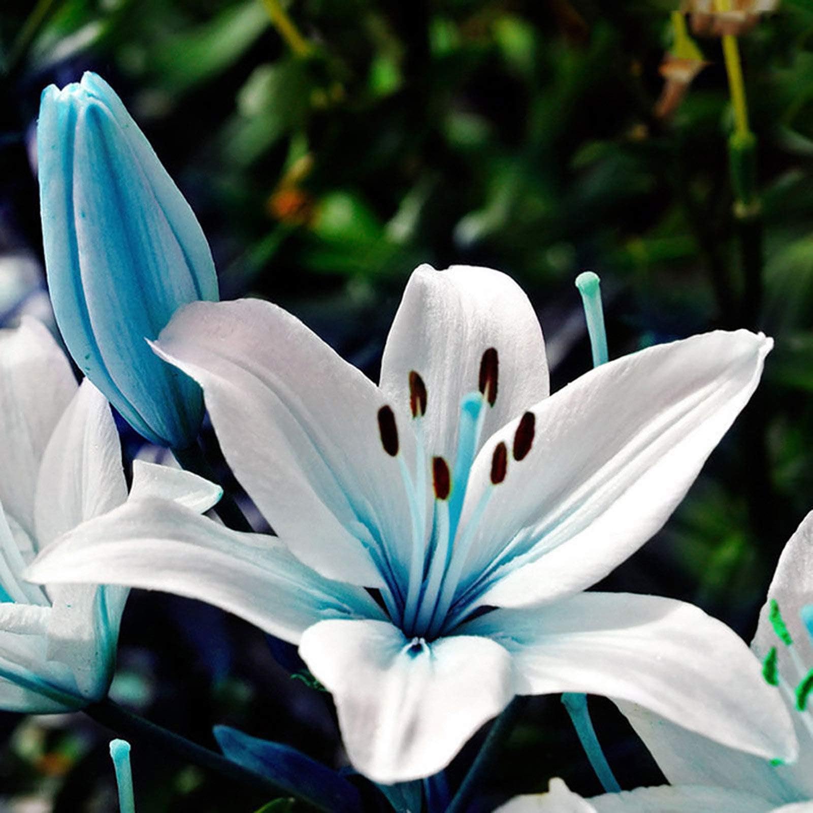 1 Bag Lily Seed for Planting UK Flourishing Disease-Resistant Blue Eye-catching Flower Seed for Garden Planting Outdoors or Indoors - Blue Lily