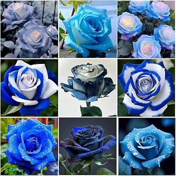 Perennial Rose Seeds Mix 110PCS Colorful Blooming Perennial Ideal for Patio, Balcony & Floral Gifts