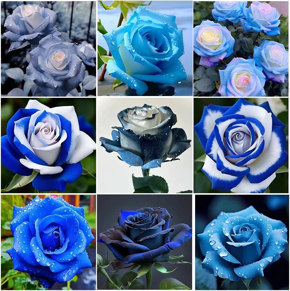 Perennial Rose Seeds Mix 110PCS – Colorful Blooming Perennial – Ideal for Patio, Balcony & Floral Gifts