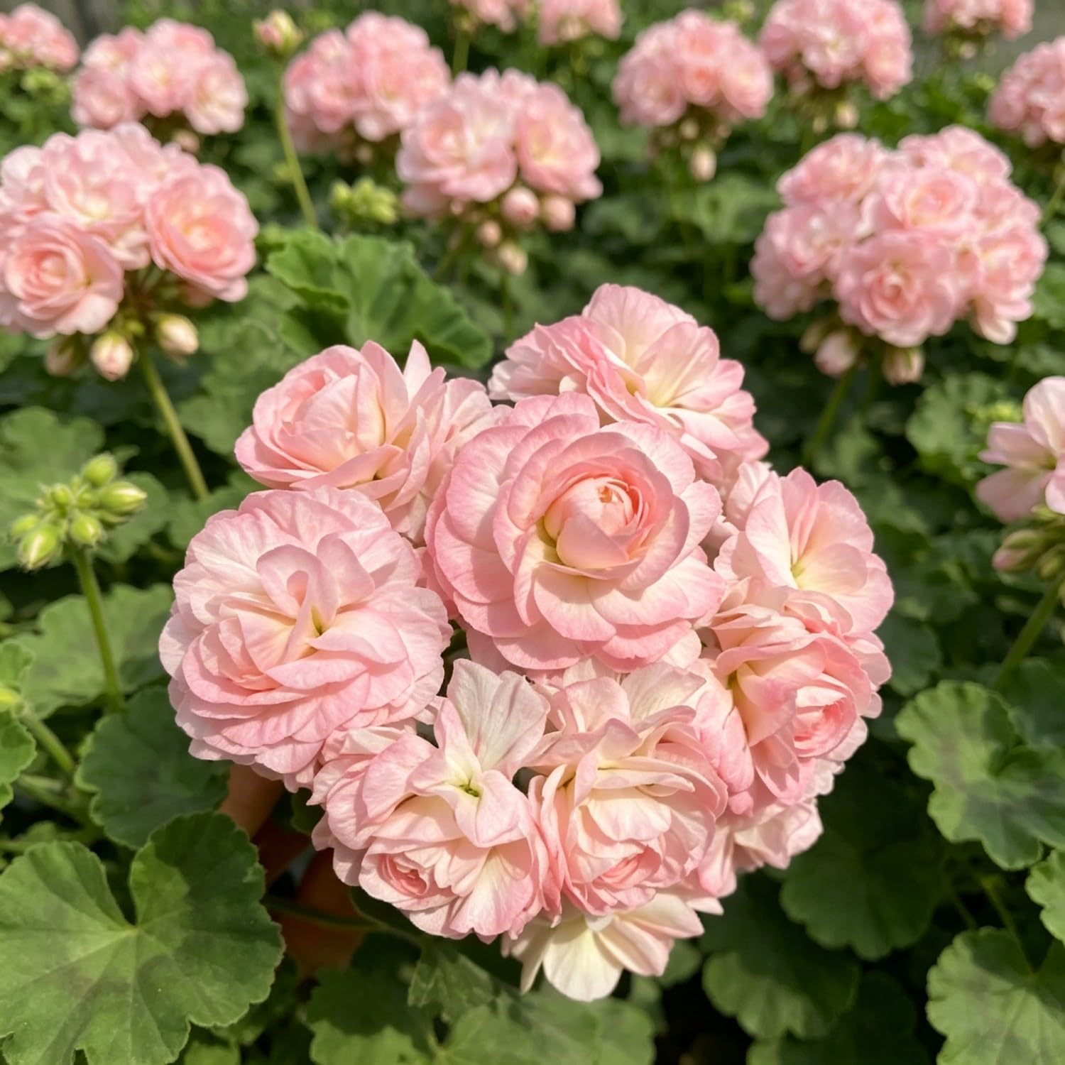 Double Geranium Seed-Hardy,Perennial, Vibrant Floral Display Garden — image 1