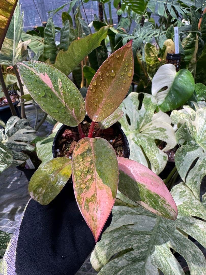 3フィロデンドロン レッドコンゴ 斑入り 健康カット苗 1