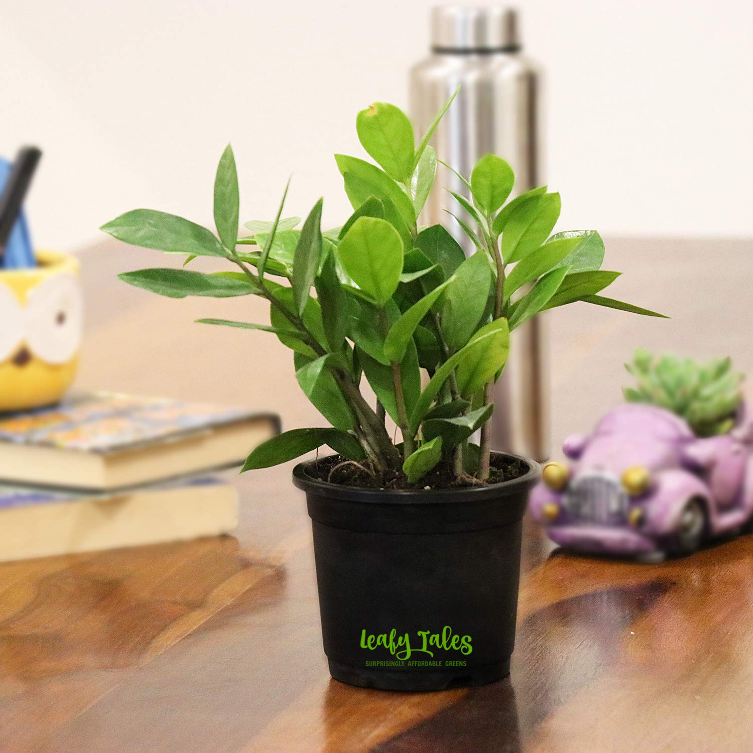 See full amazon price history chart for Leafy Tales Zamioculcas Zamiifolia Live Plant in Black Plastic Pot (ZZ Plant) Leafy Tales Zamioculcas Zamiifolia Live Plant in Black Plastic Pot (ZZ Plant) (B094Y9ZZR1) Amazon Price History, Amazon Price Tracker