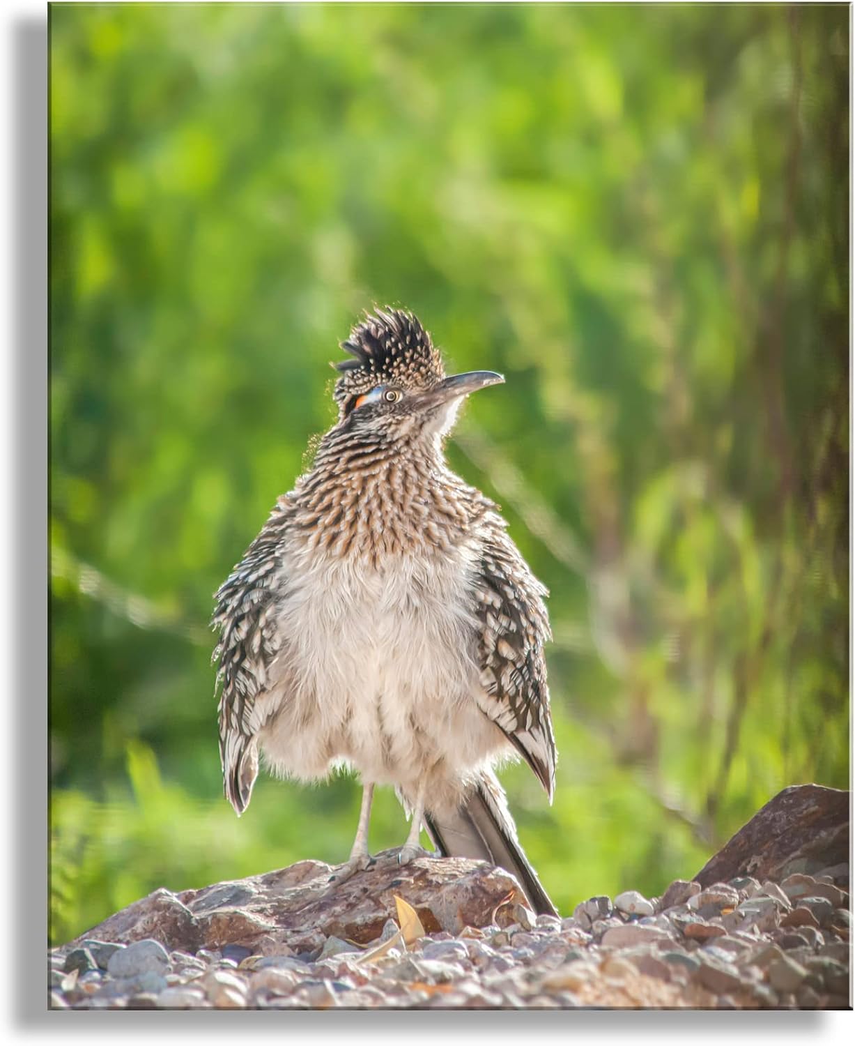 Roadrunner Bird Photograph in Arizona Desert as Avian Art for Home or Office