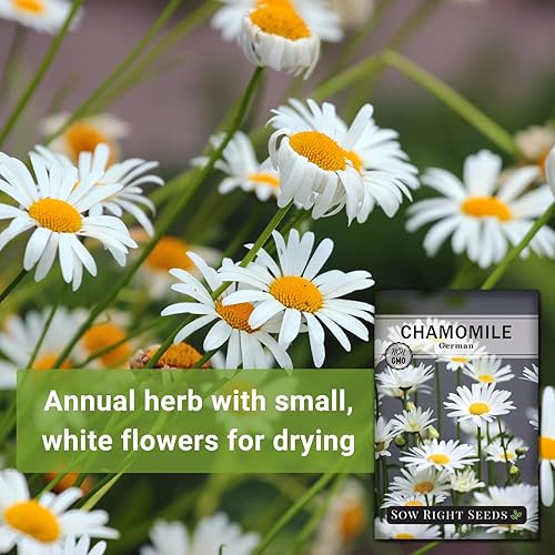 Miniatura 3 de Sow Right Seeds - Semillas de manzanilla alemana para plantar - Paquete de reliquia sin OMG con instrucciones para cultivar té de hierbas - Flor