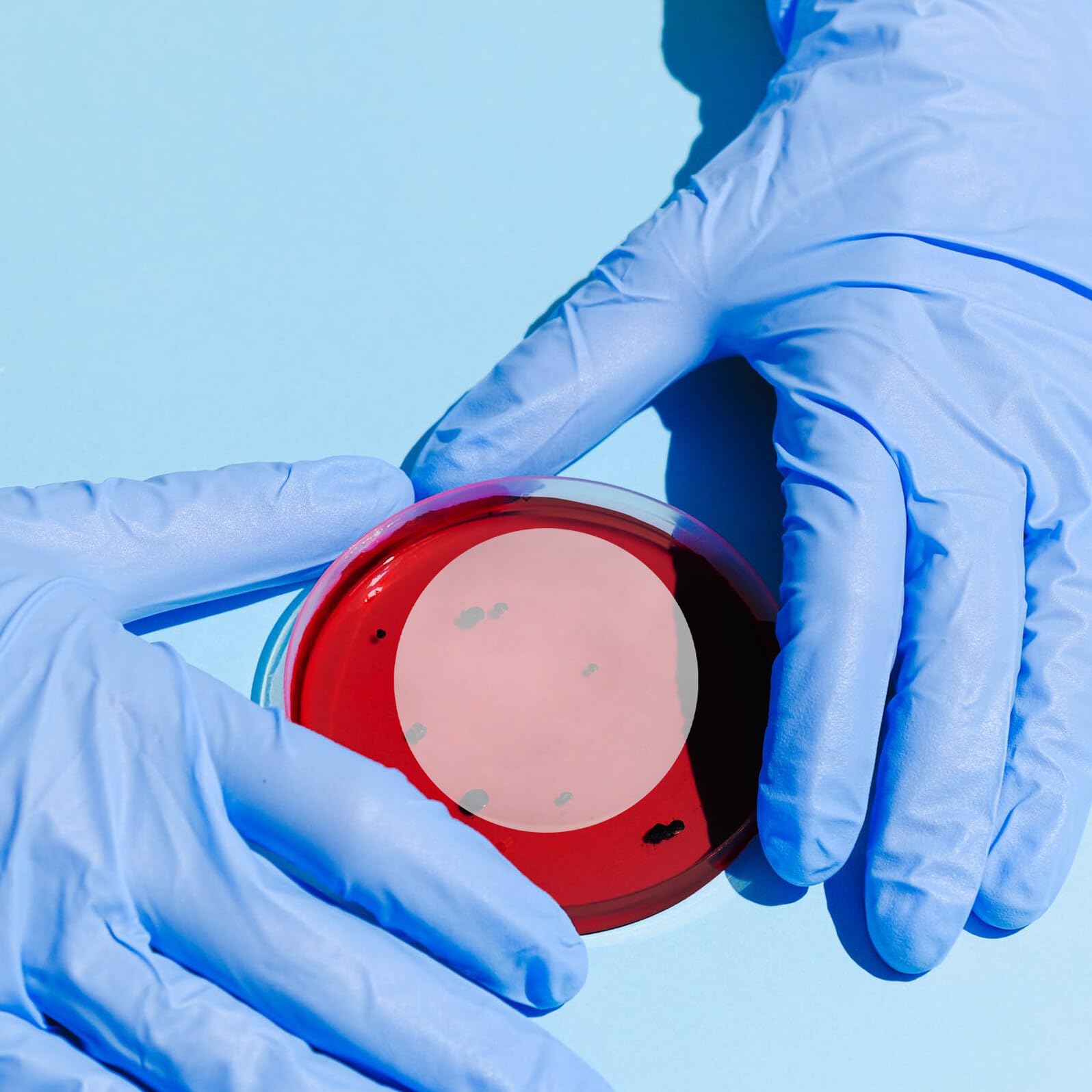 Healvian Set da 10 Pezzi di Vetri per Orologi da Laboratorio Rotondi Piatti in Vetro Resistente al Calore 60Mm per Esperimenti Scientifici Scuole e Laboratori Chimici