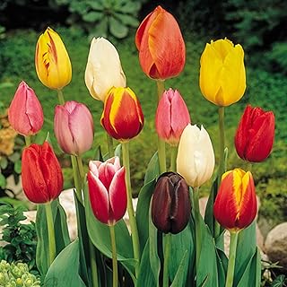 50 x Tulips Bulbs - Tulip Mixed Bulbs -Tulip Bulbs for Gardens for Planting - Spring Flowering Bulbs - Ready to Plant Now - Autumn Planting Flowers Bulbs
