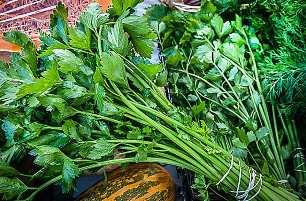1000 Nan Ling Cutting Celery Seeds Heirloom Non-GMO, Chinese Celery, Cutting Celery, Leaf Celery, Kintsai, Delicious and Flavorful, Apium graveolens, from USA