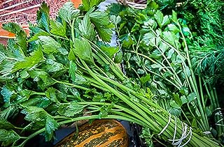 1000+ Nan Ling Cutting Celery Seeds Heirloom Non-GMO Juicy, Delicious and Flavorful, from USA