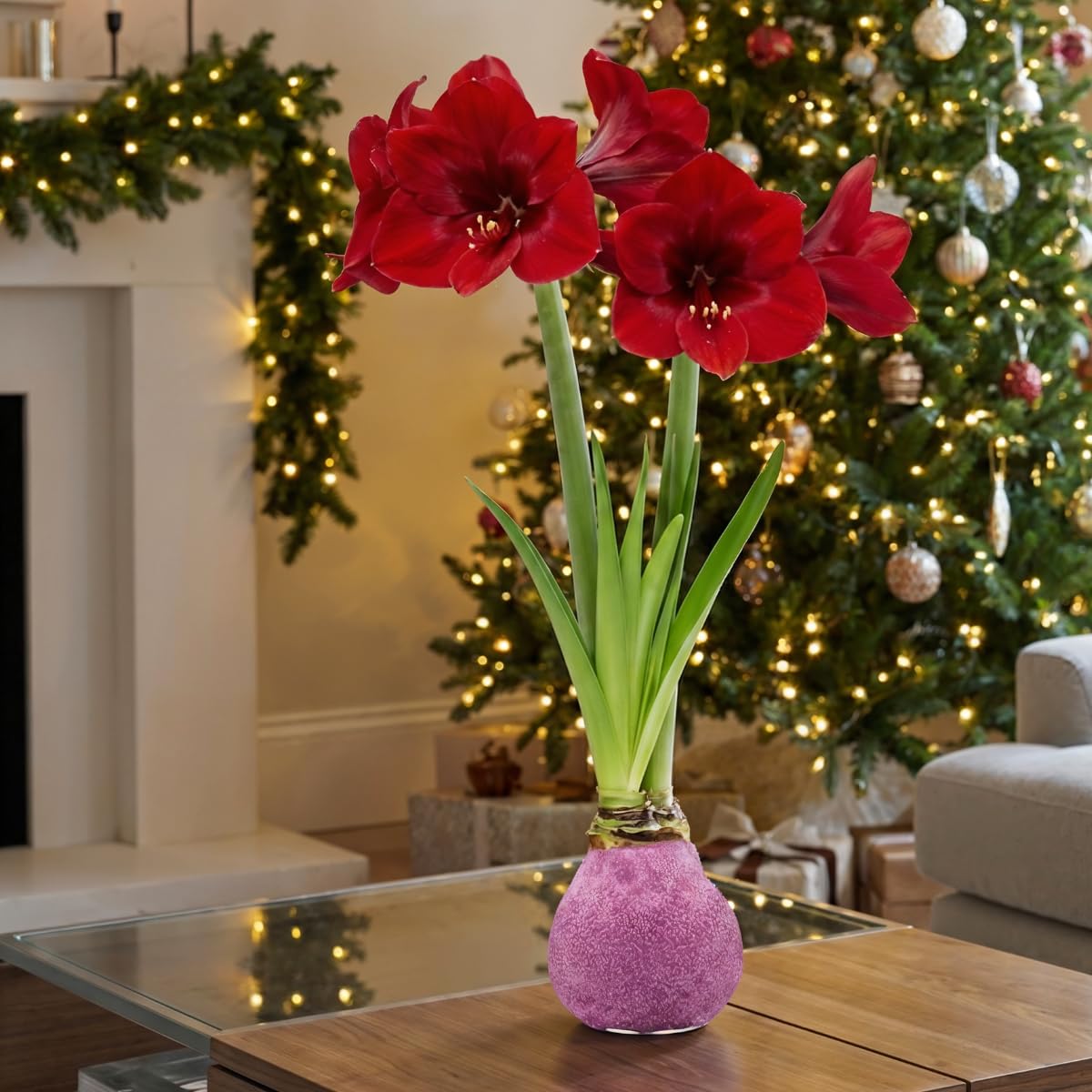 Amaryllis Bulbe Paillettes rose en cire - 2 pièces