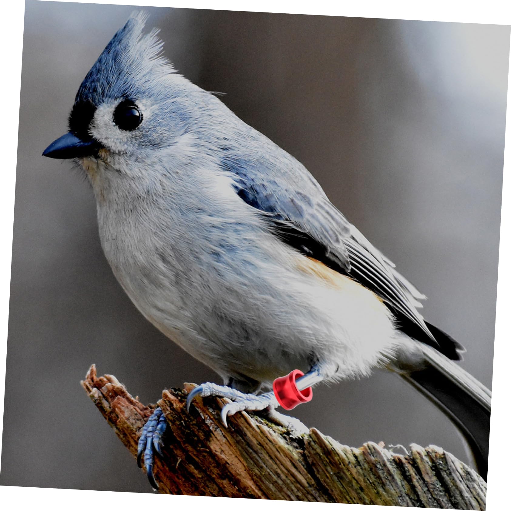 Sosoport 100piezas Anillas De Identificación para Coloridas Anillos De para Aves De Distinción para De y Aves