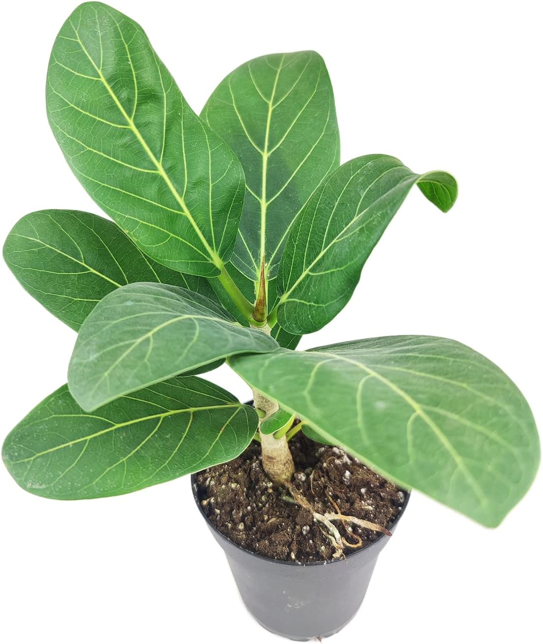 Ficus Audrey (4" Grower Pot) - Live, Healthy, Indoor Air Purifier Houseplants for Gift or Home Decoration - Feng Shui Plant for Home Office - Easy to Care Houseplants for Beginners