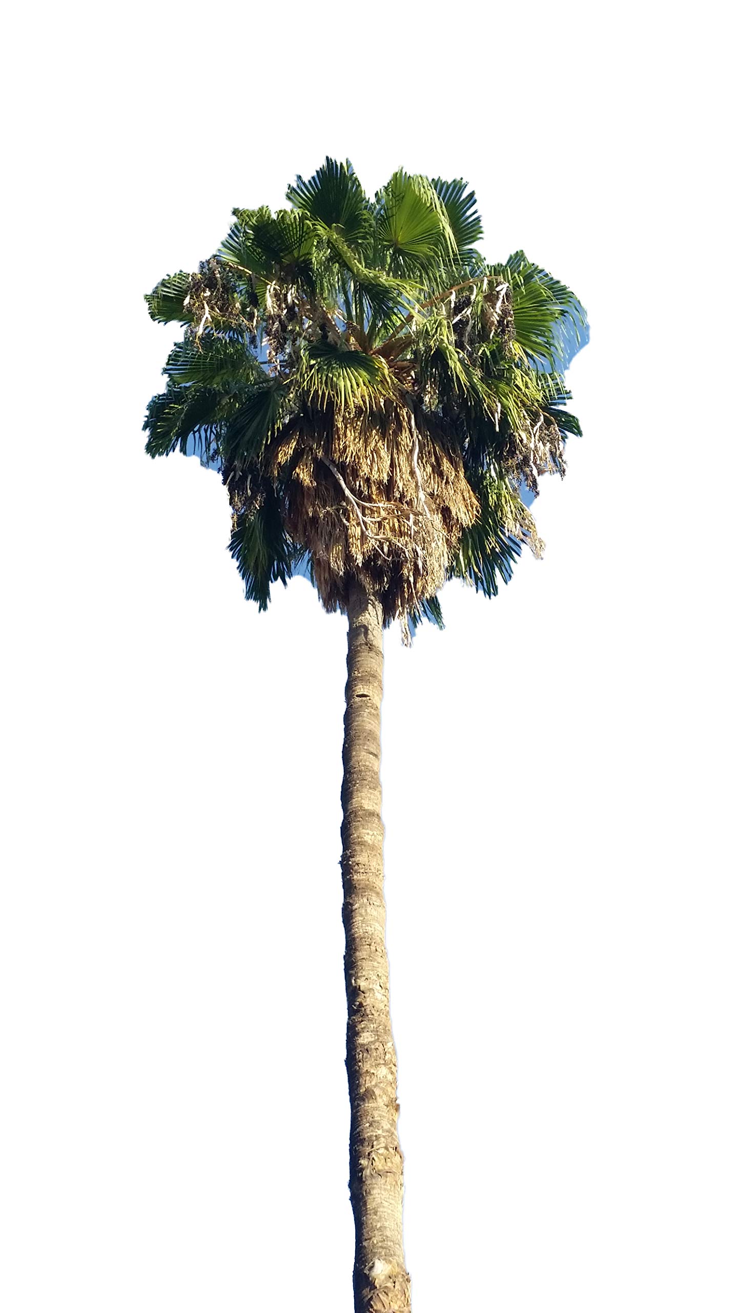 MEXICAN FAN PALM WASHINGTONIA ROBUSTA 10 seeds