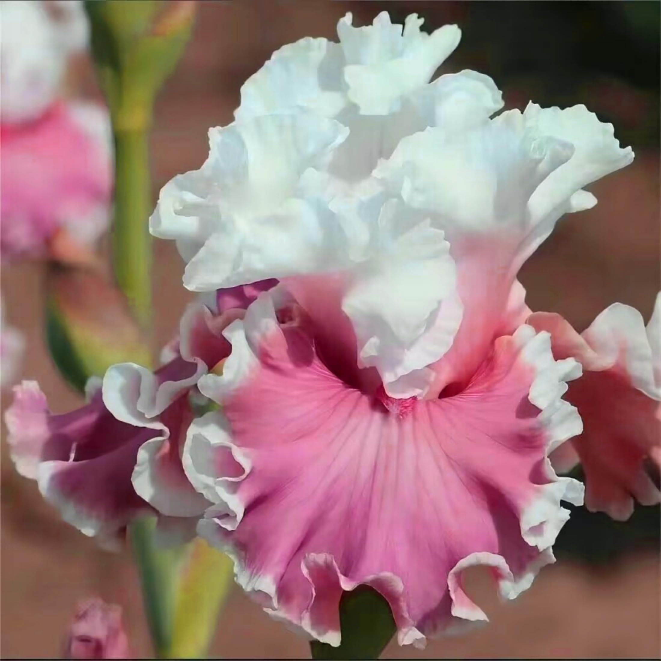KVHSVB Iris - hardy and suitable for the British climate-4bulbs-C