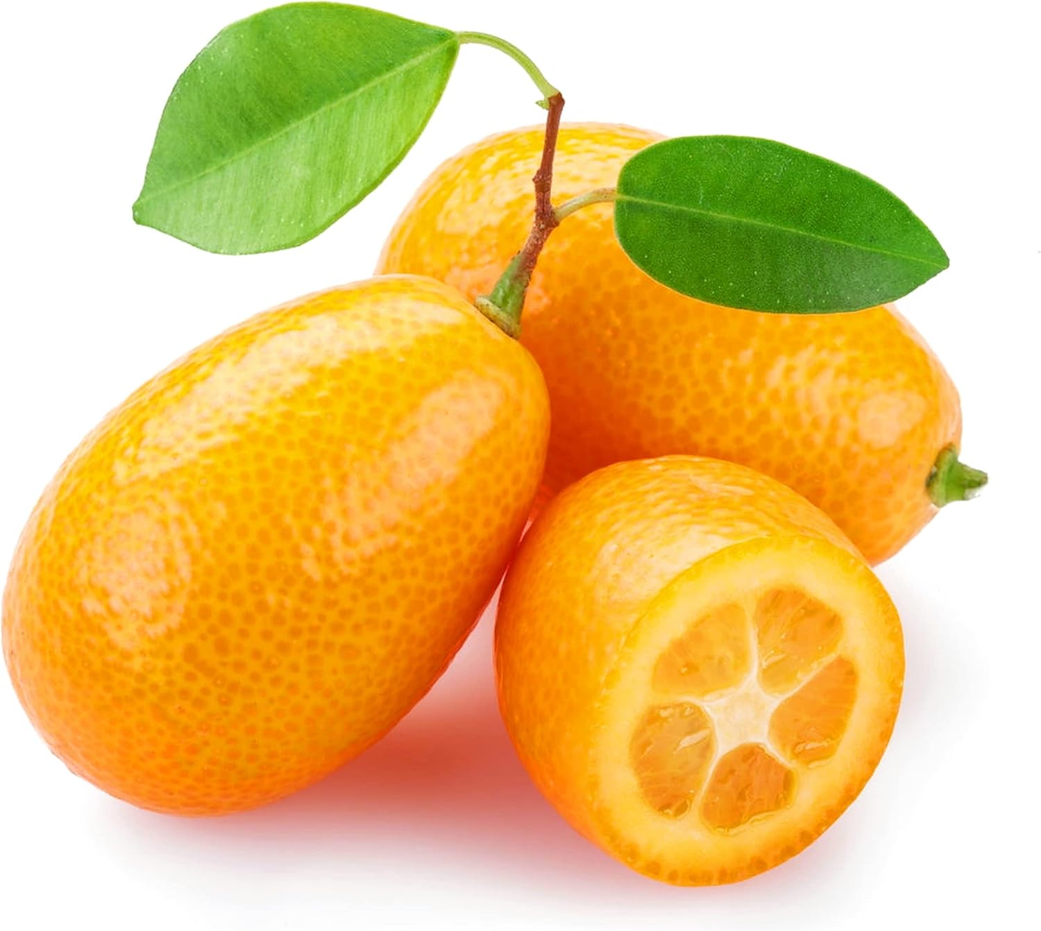 Nagami Kumquat Tree, Size 12 ft. Tall No Ship to Ca, Az