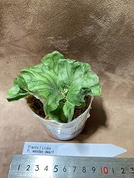 Amazon｜【Plants Links】ビカクシダ ワンダエ ドワーフ wandae