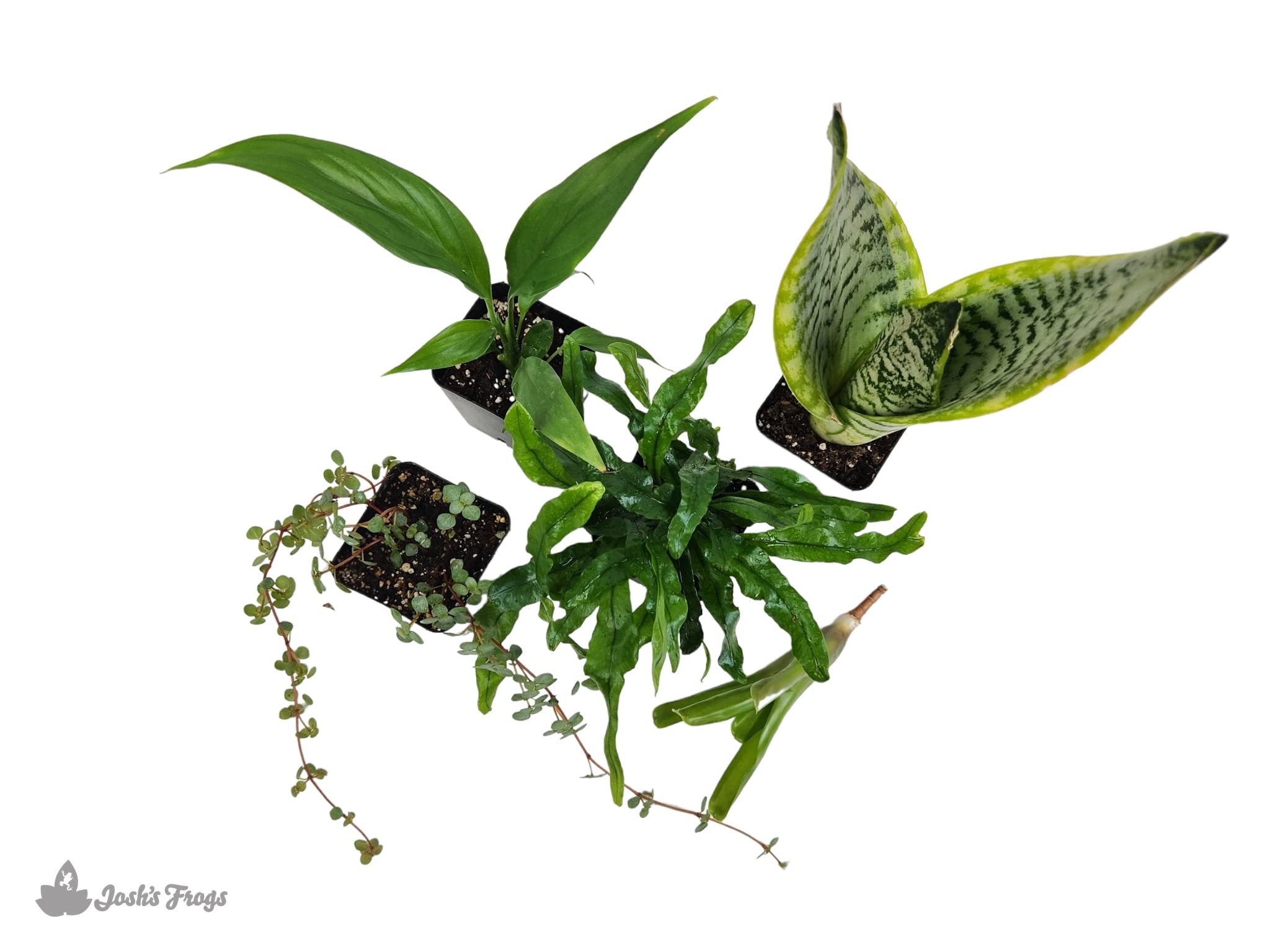 josh's frogs crested gecko kit