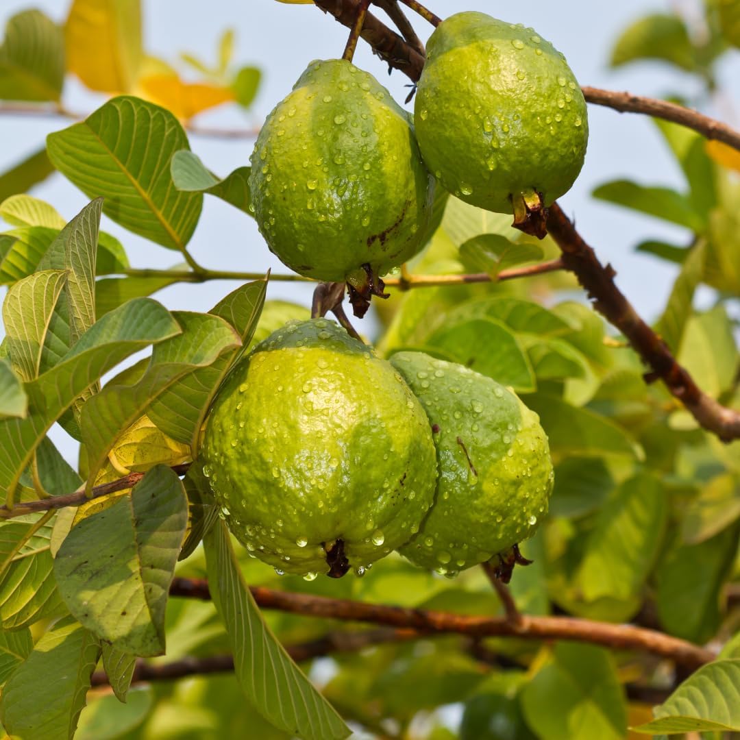 Live Pink Guava Plant, Sweet Tropical Guava Fruit Tree, 2–3 Ft Tall in 3 Gallon Pot, Ready to Grow, No Ship to CA