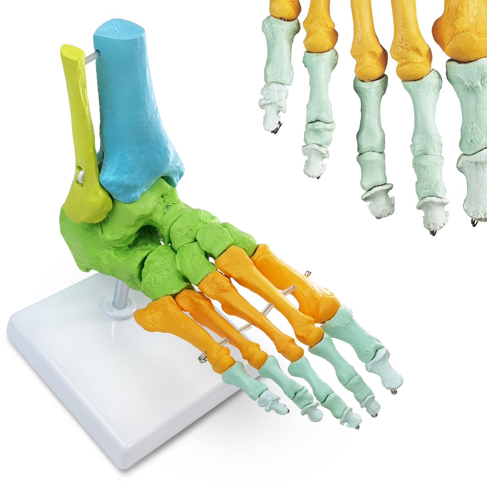 Modelo Anatómico De Pie Derecho Humano, Completamente Articulado, 1:1 | EVOTECH SCIENTIFIC Modelo Anatómico De Pie, Adecuado Para El Aprendizaje De Anatomía, Educación Y Demostración Didáctica
