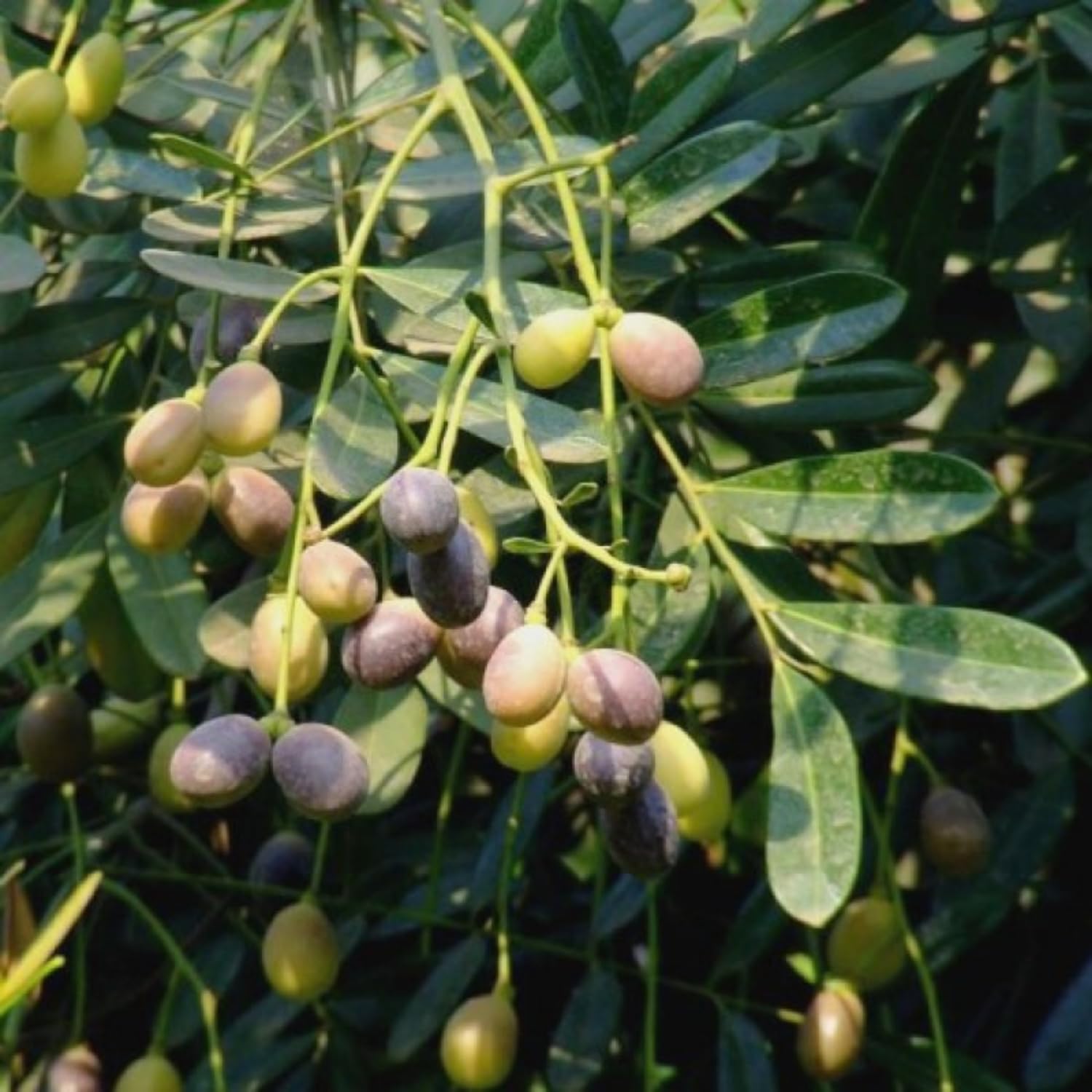 Hug A Plant | Lakshmi Taru Plant/Paradise Tree/Bitterwood (Simarouba Glauca) Ornamental/Medicinal Live Plant (Home & Garden) (B0C9WMTQ2D) Amazon Price History, Amazon Price Tracker