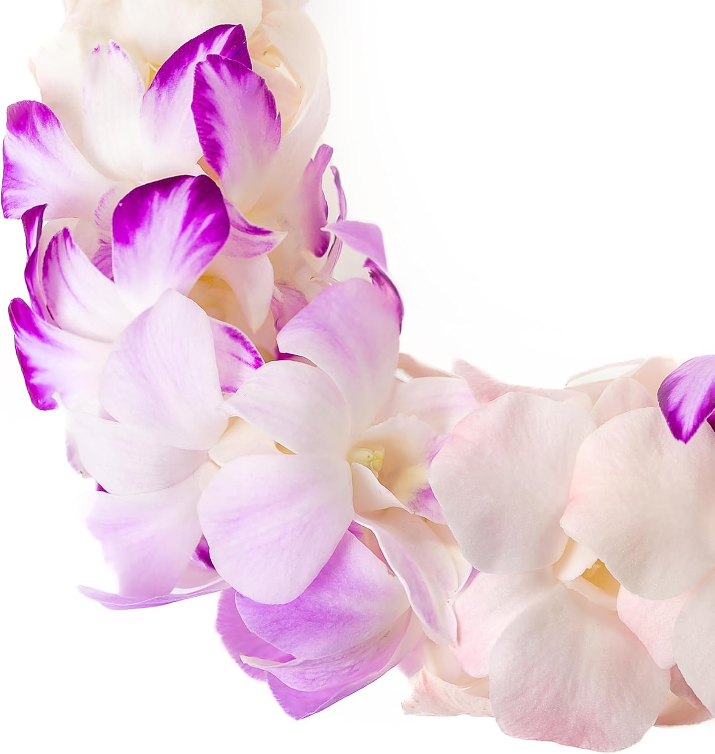 Fresh Cut Orchids Flower Leis Pink, Fresh Orchids, Gorgeous Orchids: Long-lasting leis made of fresh cut purple, lavender, and pink orchids, for graduations, party decoration or gifts (Splash)