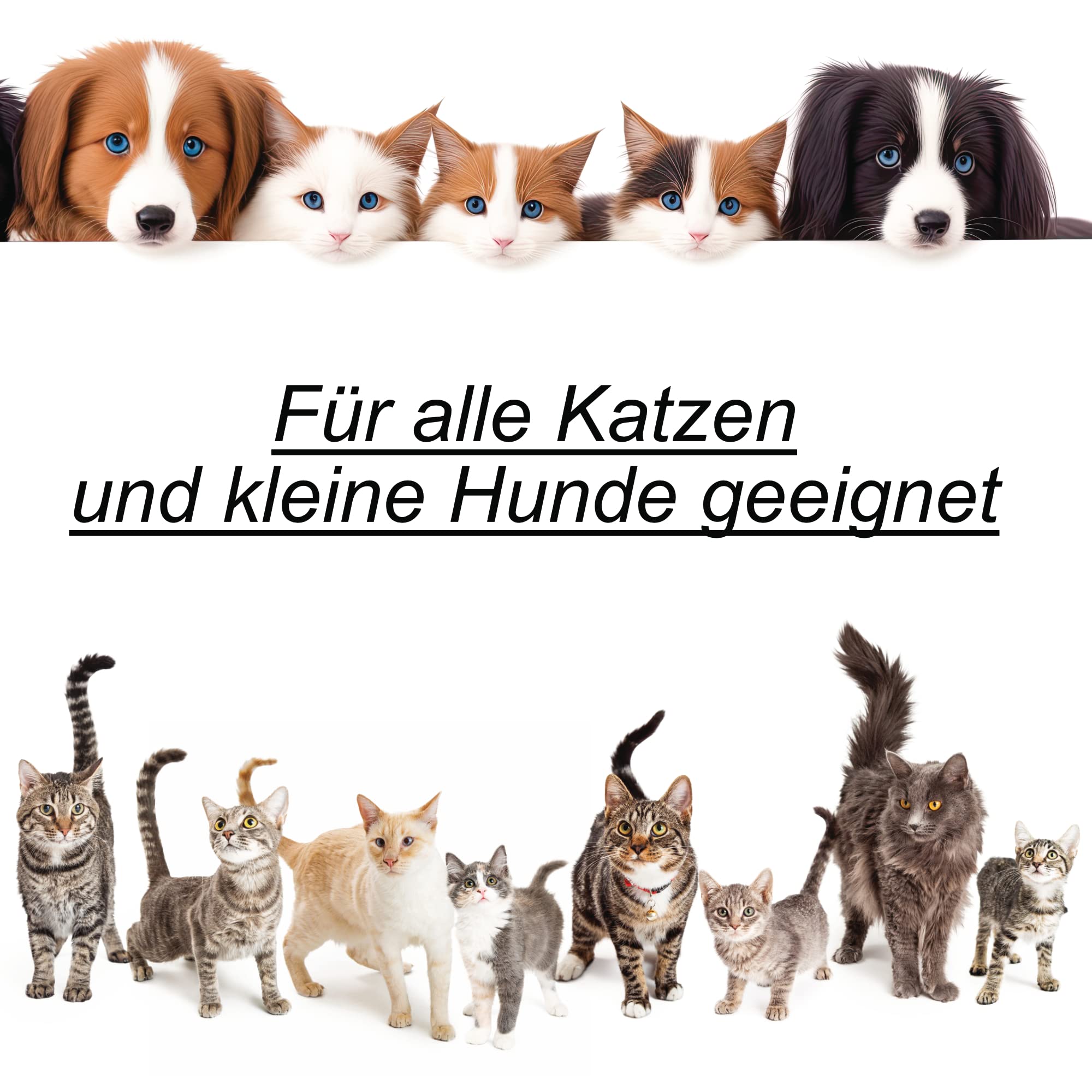 Kattentrap, Kattentrap voor aan de muur, Kattenplank