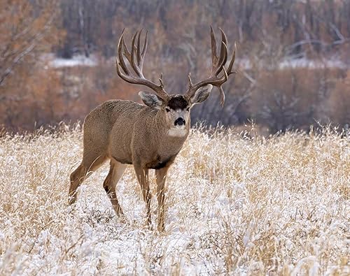 Miniatura 6 de The KING Company-Monster Calendars - Calendario de pared 2024 de la serie Signature de Monster Bucks & Bulls de 16 meses, tamaño XL, 14 x 22