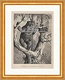  L\'ours retroussé d\'abeilles de la forêt ruche Gravure sur bois Journal de chasse 0223 Encadré