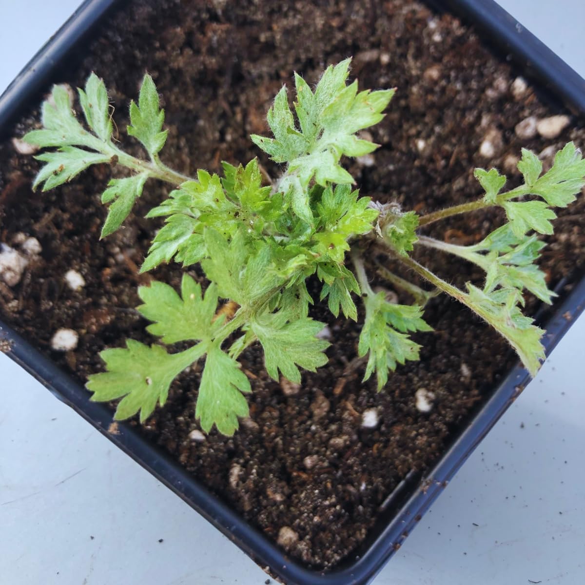 Organic Mugwort (Artemisia vulgaris) Live Plant in 2.5-inch Pot - Mugwort, Riverside Wormwood, Moxa, Green-Ginger, Felon's Herb, Sailor's Tobacco