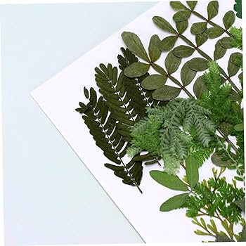 アートフラワー　押し型　葉の形 Amazon.co.jp: ibasenice ドライフラワーや葉っぱの型押し