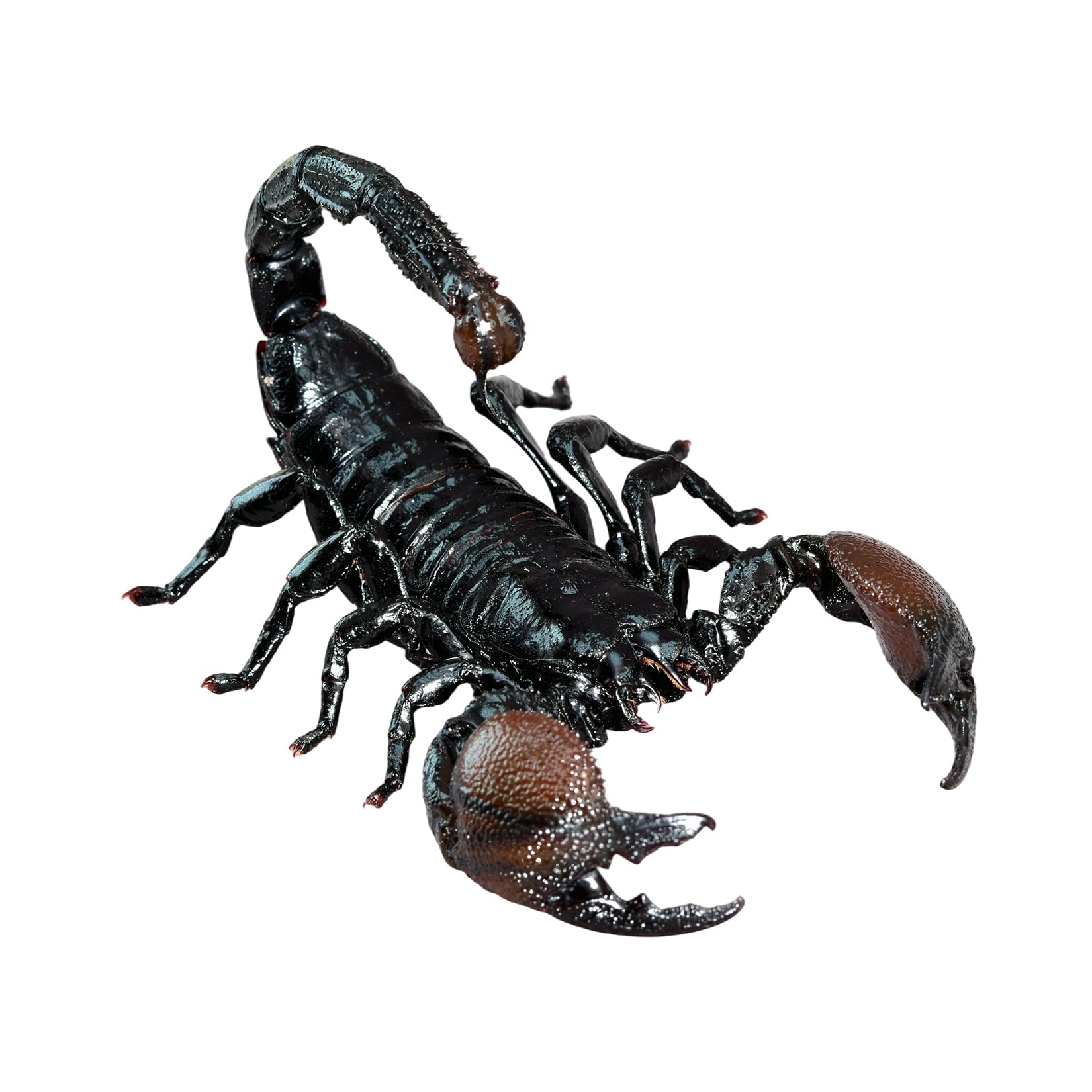 【 灰皿 】 蠍 サソリ デザイン Amazon.co.jp: 涅槃 ダイオウサソリ 12CM 大王蠍 フィギュア サソリ