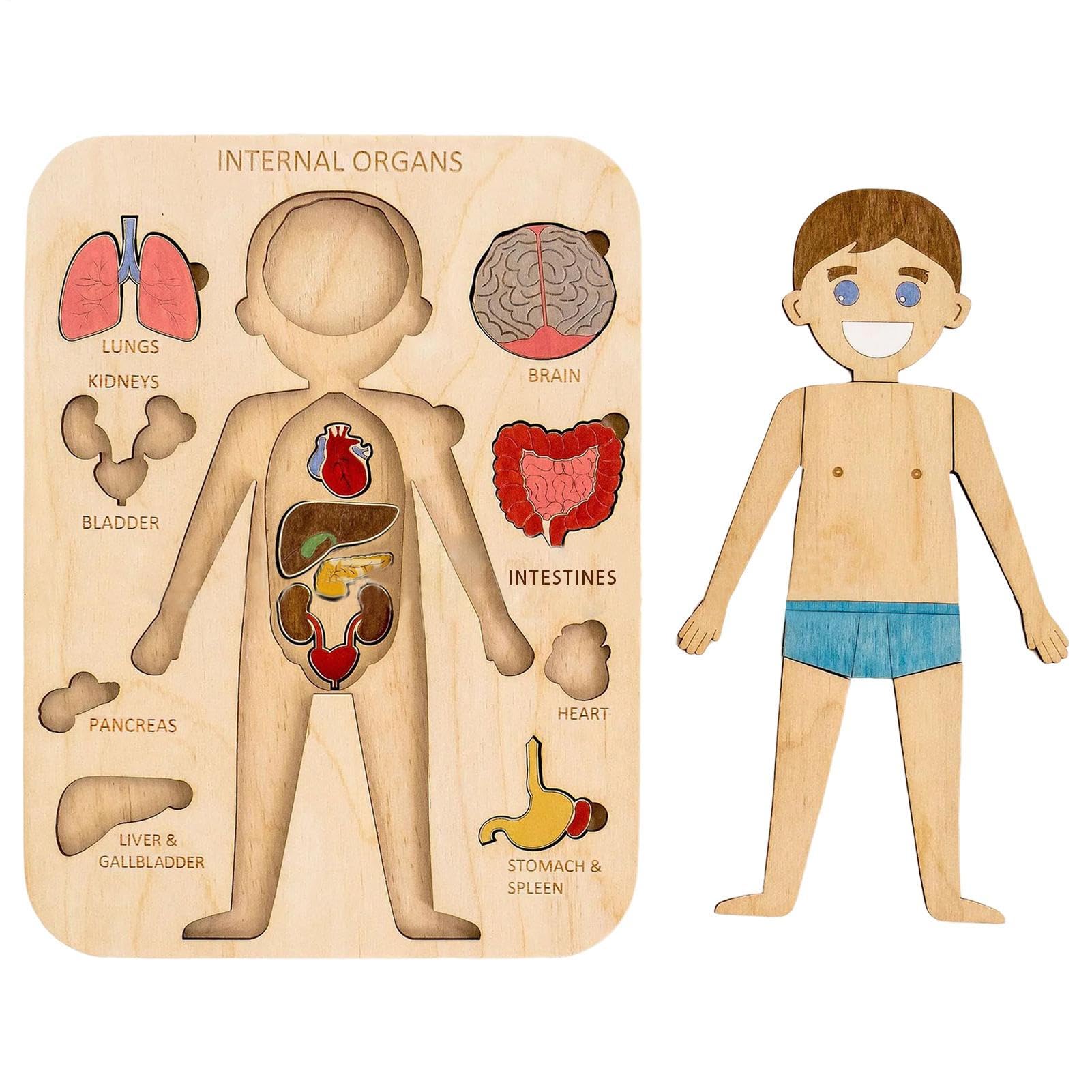 Puzzle du Corps, Puzzle en Bois Structure d'organes du Corps Humain, puz zle d'anatomie pour Les enf Ants de 3 à 5 Ans, Jeu pré-école pour Apprendre Les Parties humaines du co RPS, 29x21,5 cm