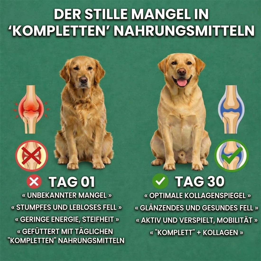 Premium Flüssiges Kollagen für Hunde – Gelenke, Haut & Fell – Mit MSM, Biotin & Ingwer – 100% natürliche Zutaten, hohe Bioverfügbarkeit