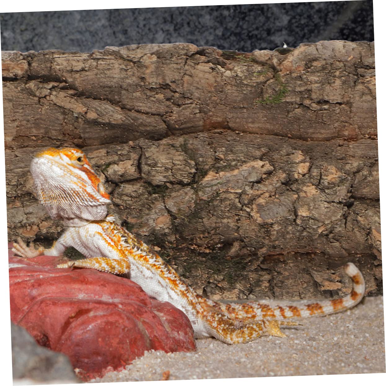 Yardwe 10 Piezas De Elegante Corteza De Corcho para Decoración De Reptiles Terrario Tanque Fondo De Pared.