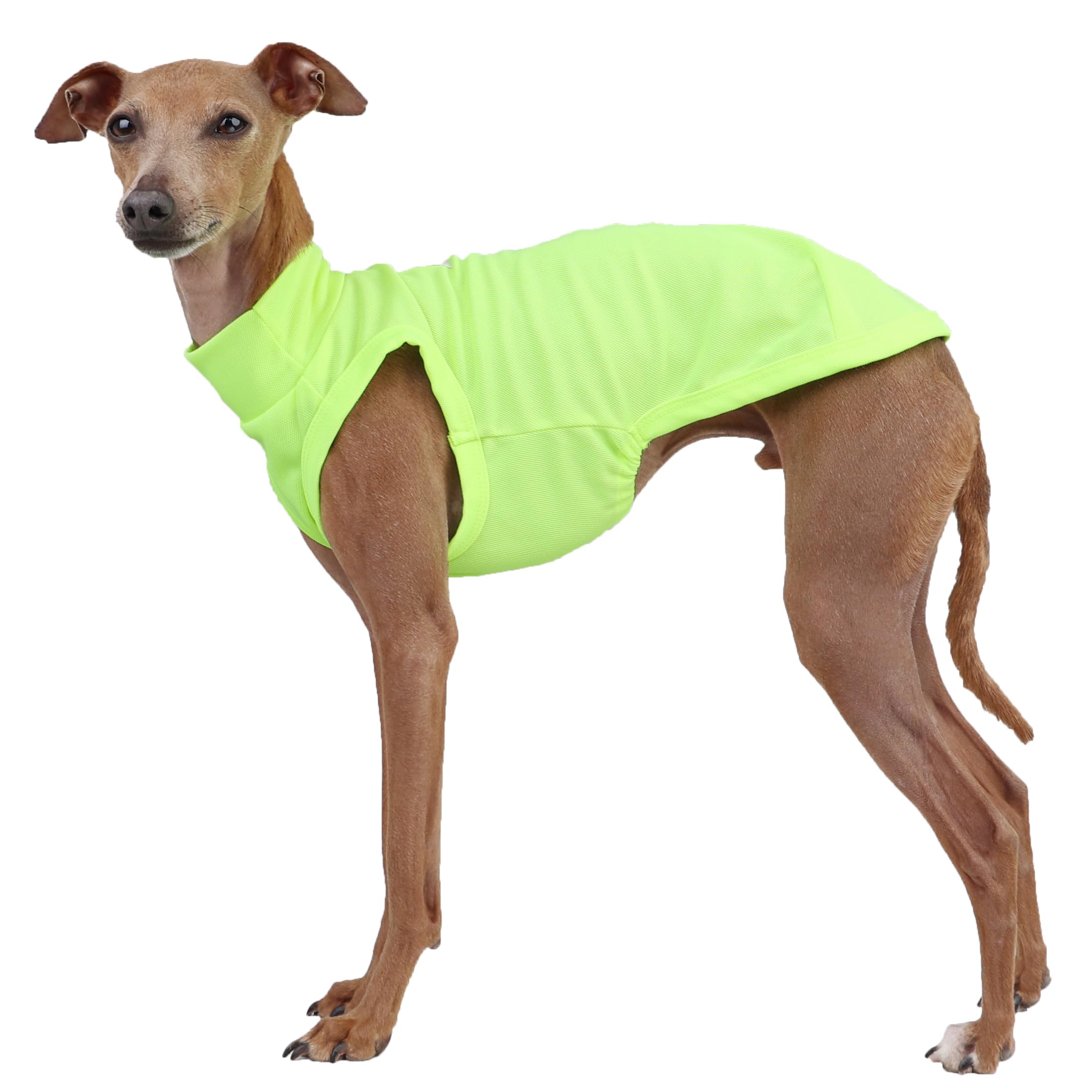 D Doggy Star Italian Greyhound Clothes Summer Cool T Shirts Rashguard Swimsuit Whippet for Dogs (L,Cool Neon Yellow) — image 1